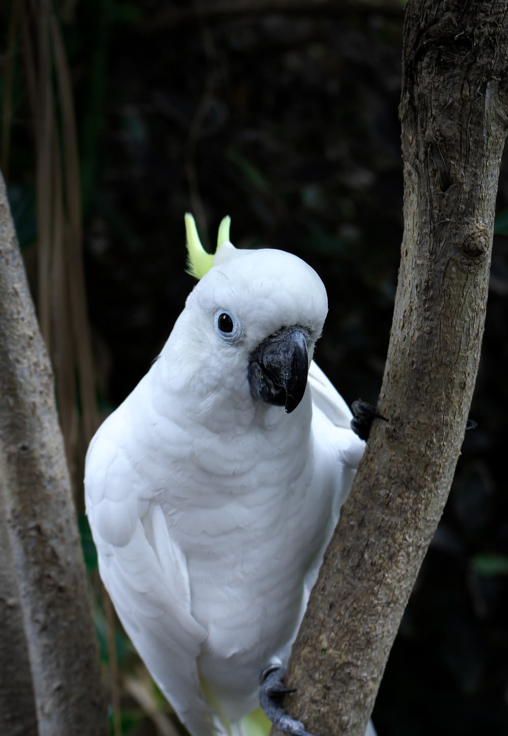 a white cockatoo perched on a tree branch