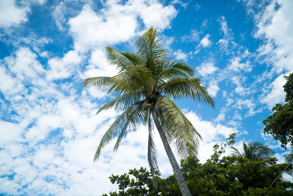 코코넛 나무의 높은 각도 사진