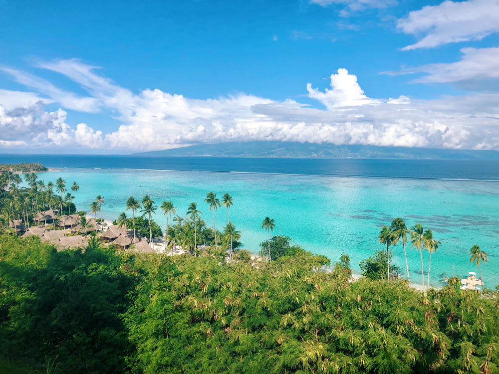 uma vista de uma ilha tropical com palmeiras