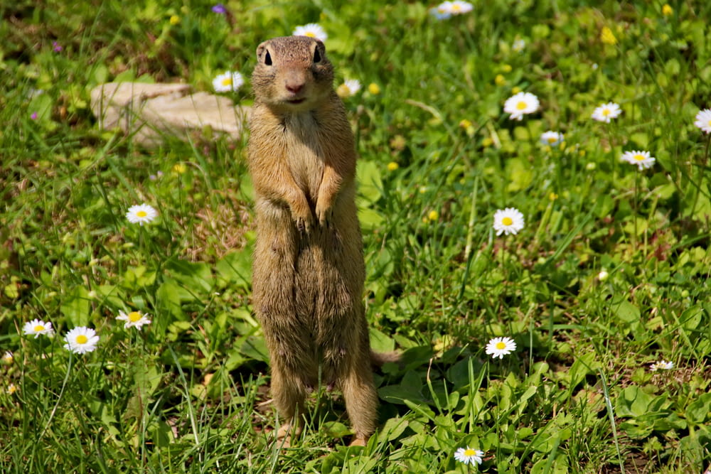 brown squirrel standing on the grass with white flowers