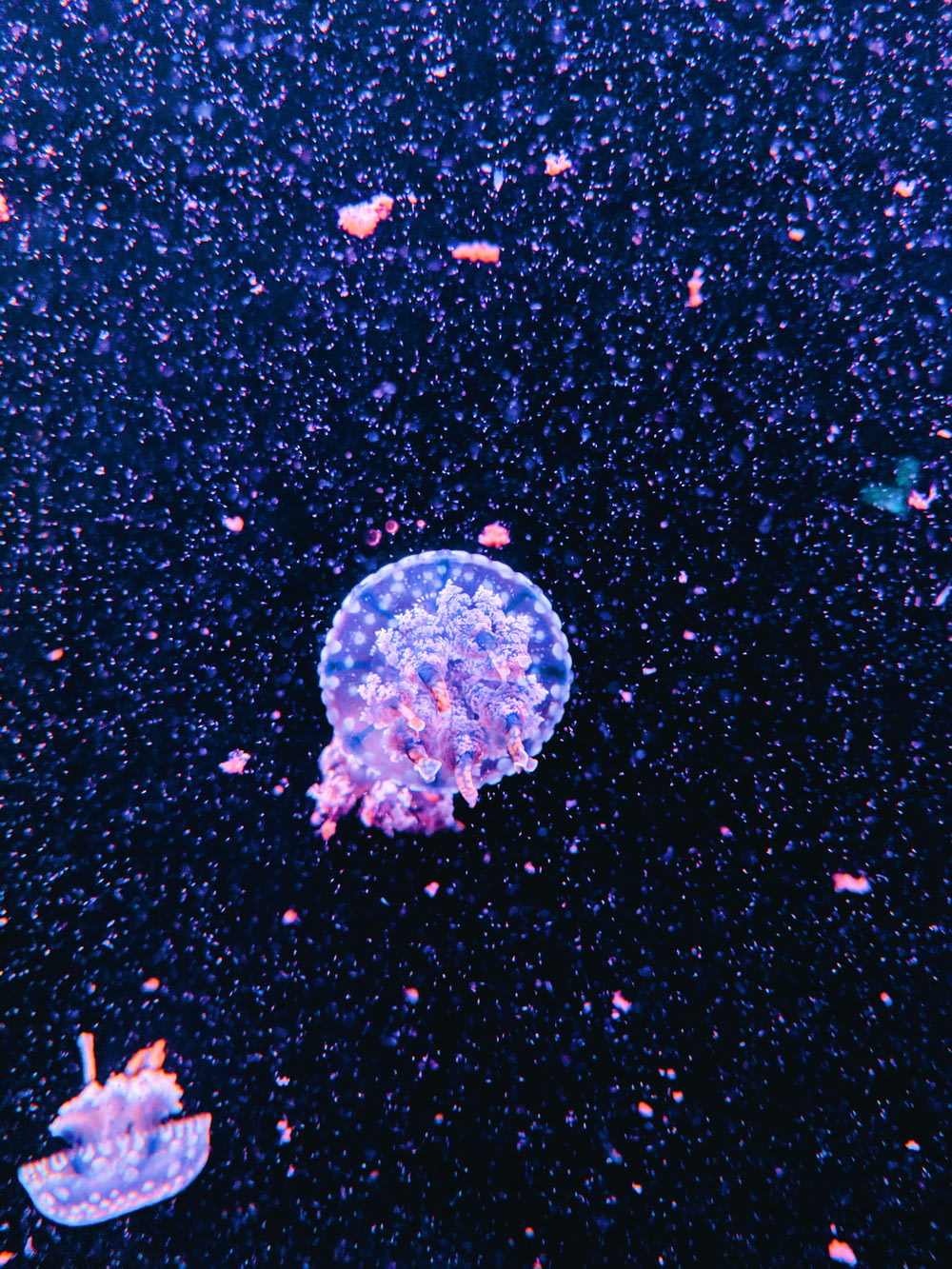 a jellyfish floating in a dark blue ocean