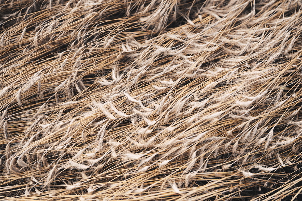 brown hay close-up photography