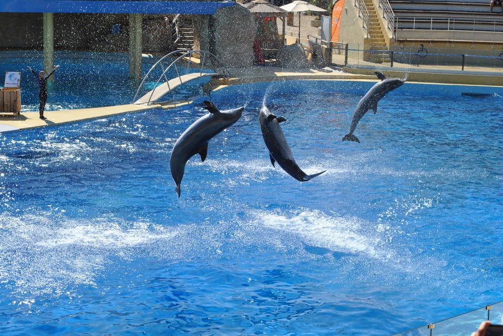 dolphins jumping out of the water of a swimming pool