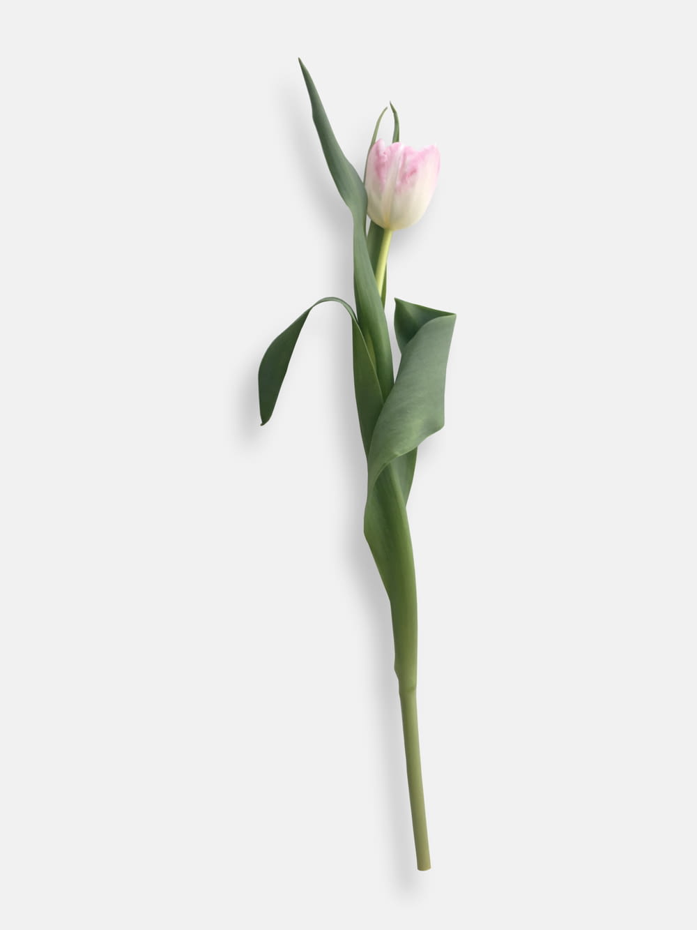 a single pink and white tulip on a white background