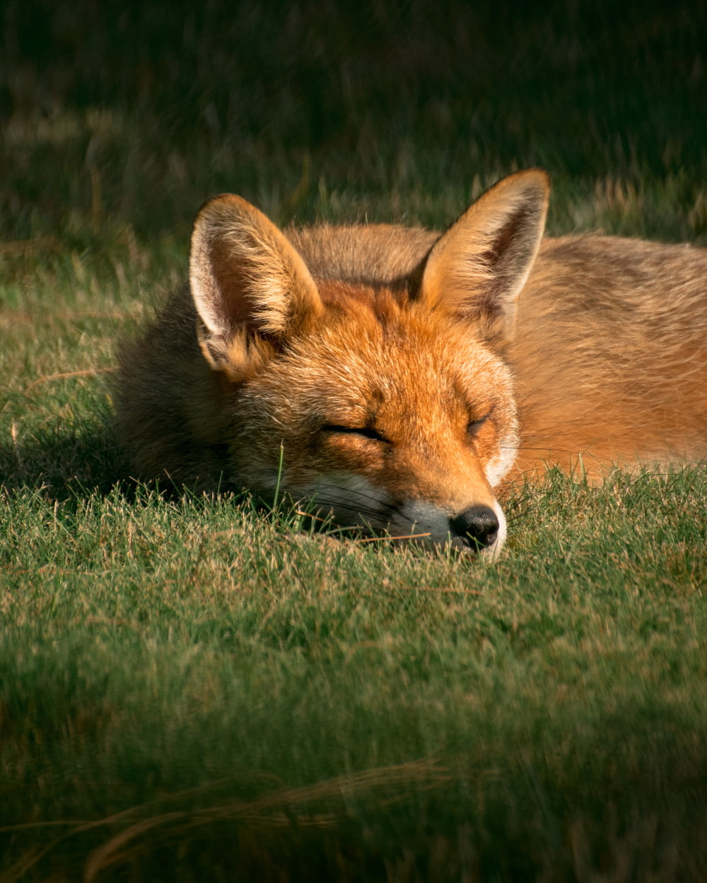 fox close-up photography