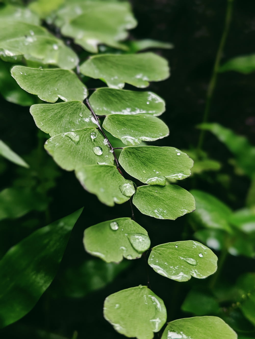 Fotografia com foco seletivo de orvalho d'água em planta de folhas verdes