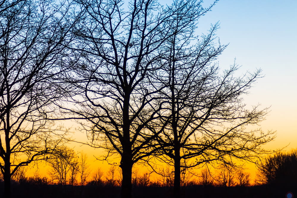 silhouette of bare trees during golden hour