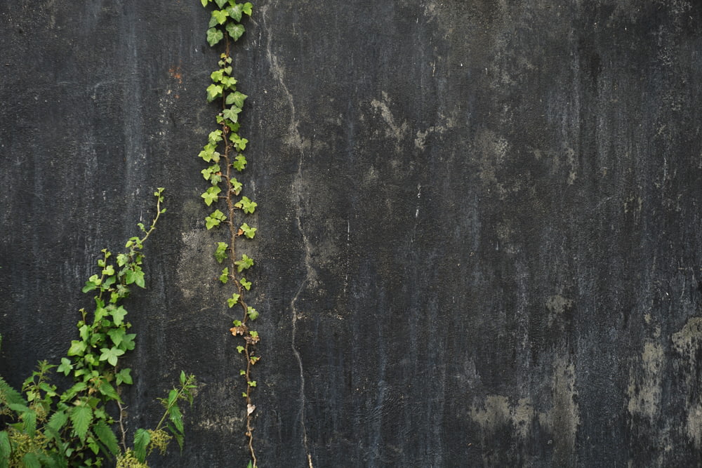 green ivy plant on gray concrete wall