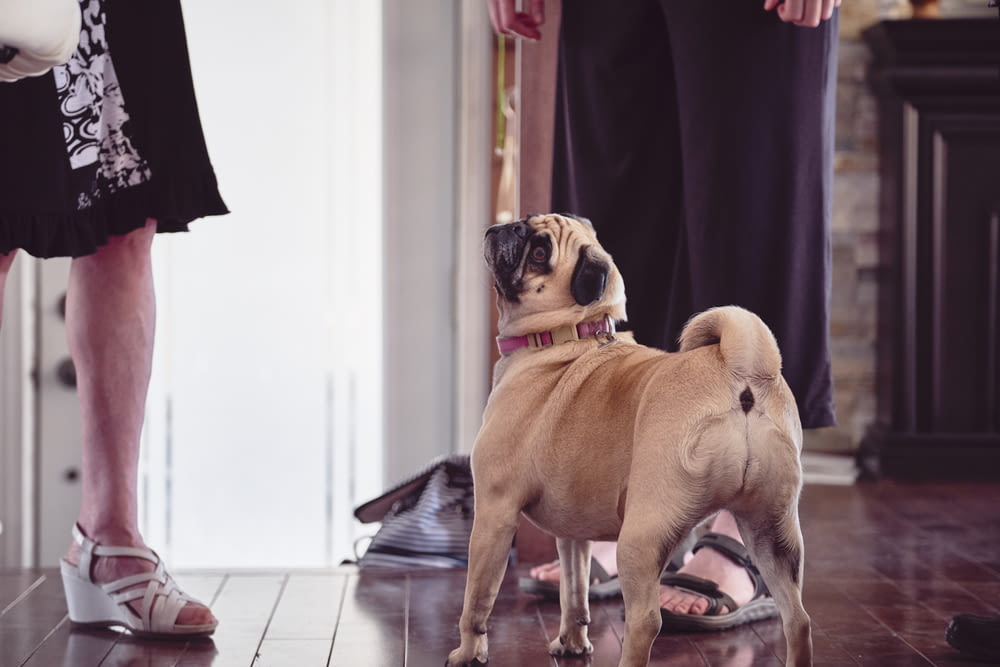 adult pug beside person's feet
