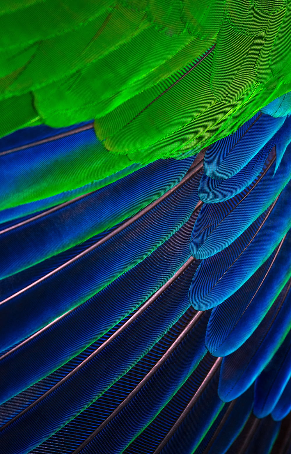 green and blue feather close-up photography