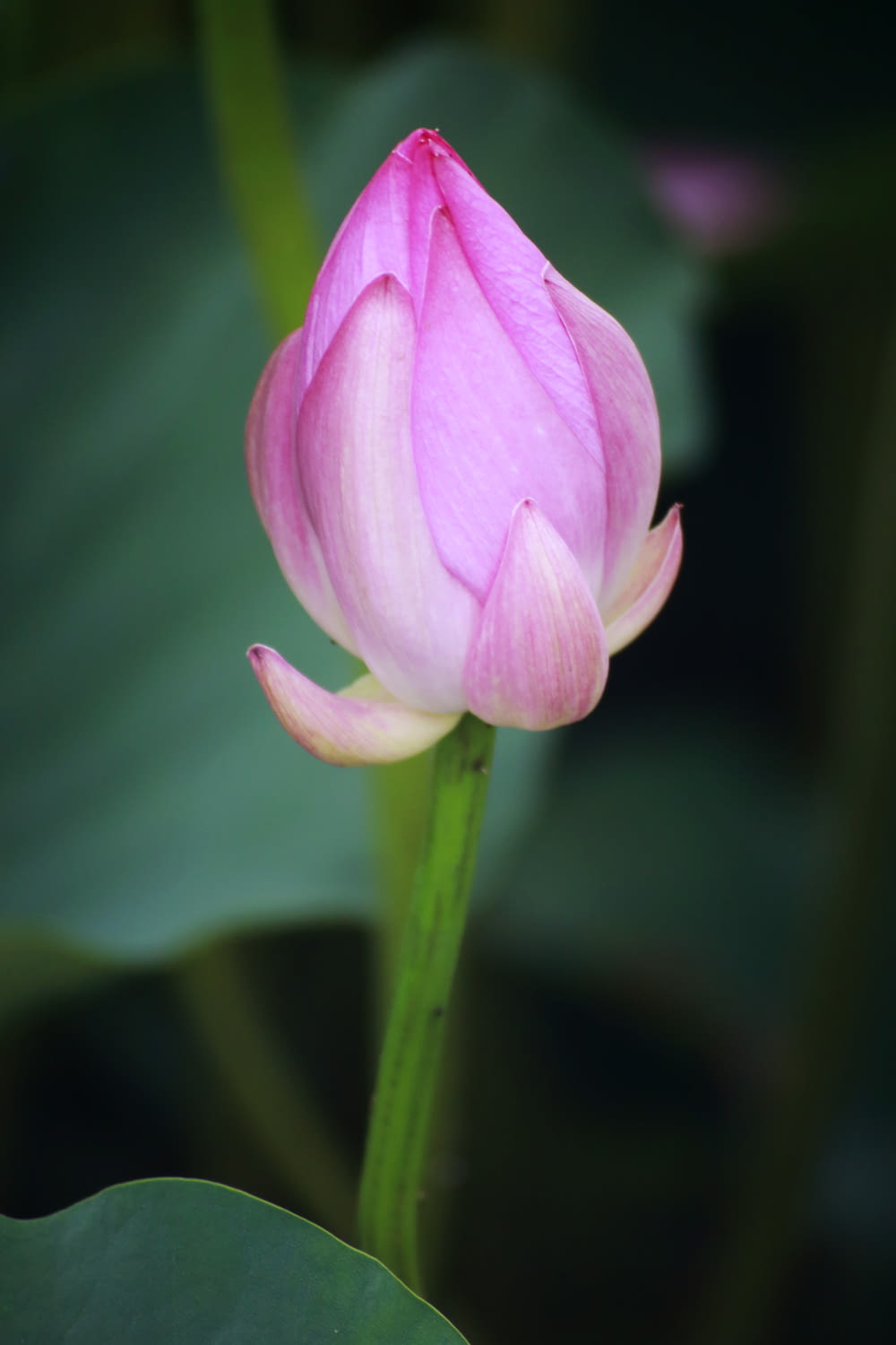 close-up of pink flower