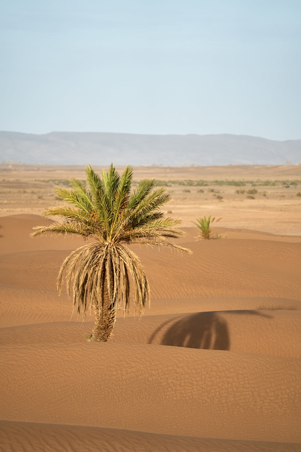 green-leafed plant on sand dunes