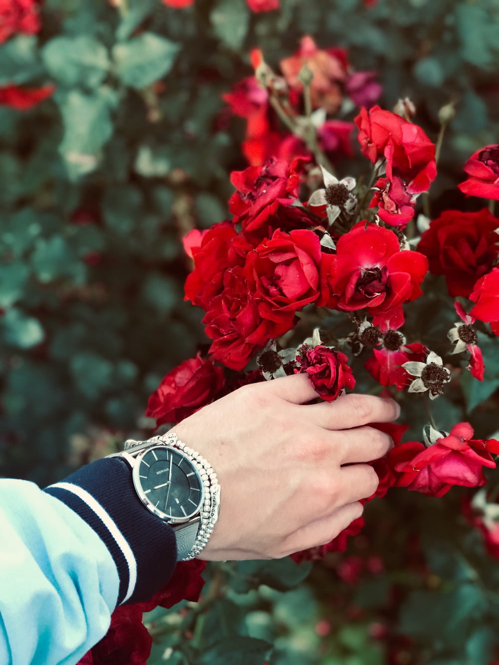 Persona que lleva un reloj sosteniendo una flor de pétalos rojos