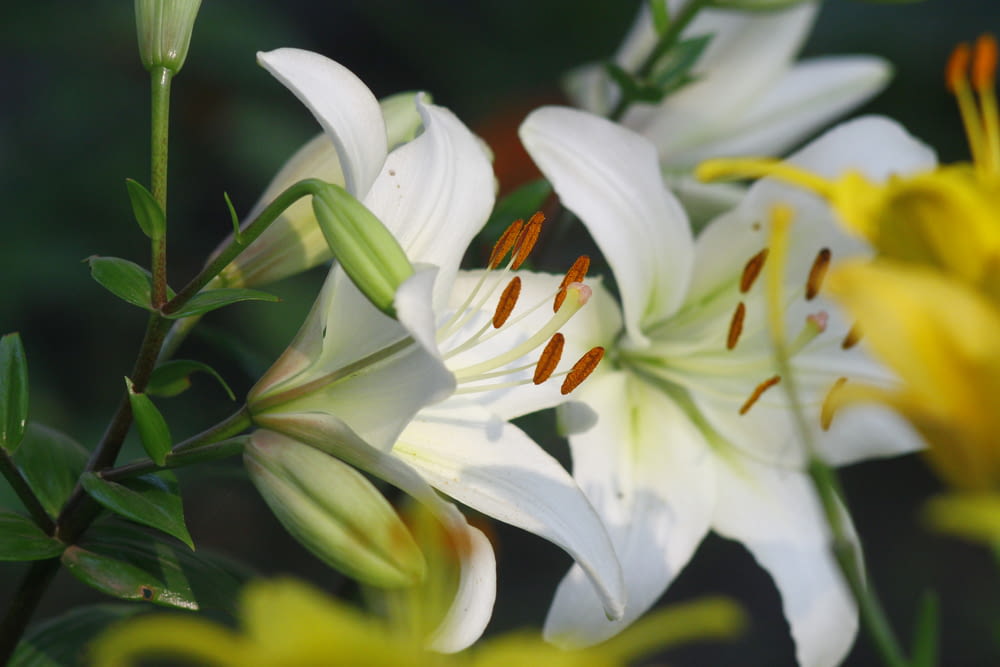 blooming white lily flowers