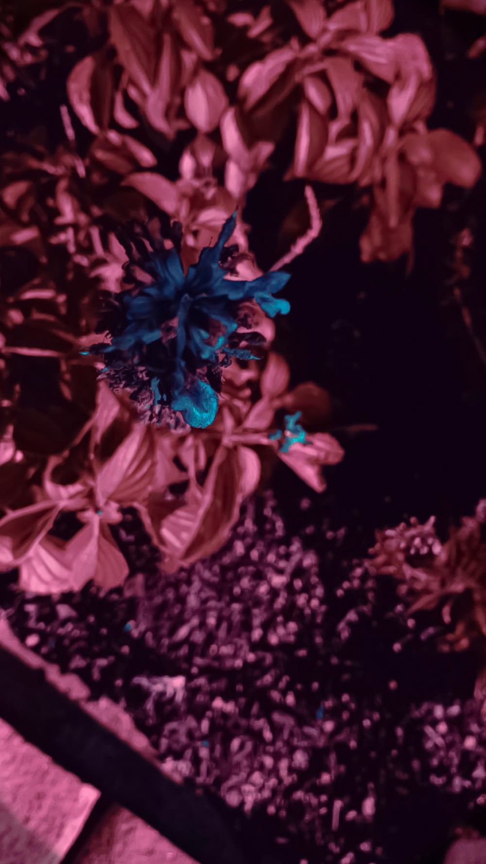 選択色写真の青い花