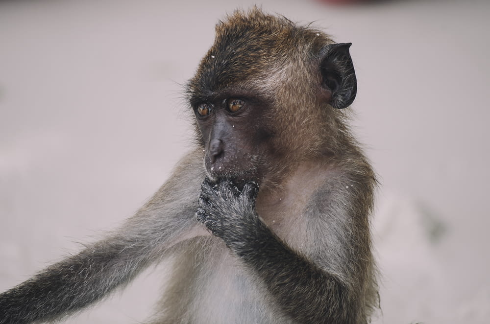 closeup photo of monkey