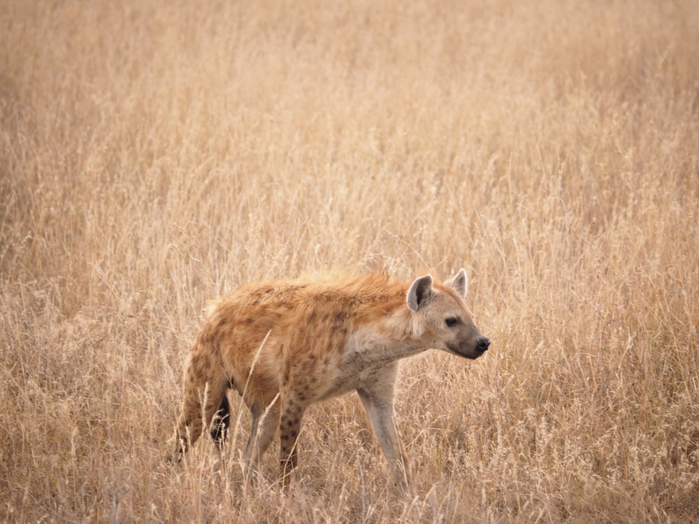 brown hyena