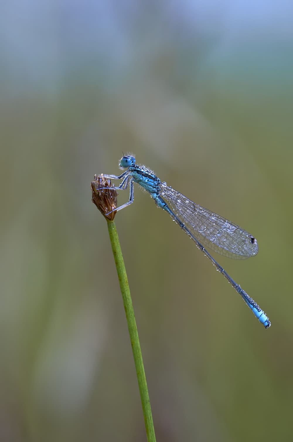 blue damsel fly