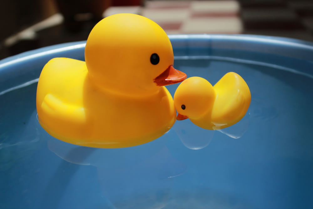 two rubber ducks floating in a blue bowl
