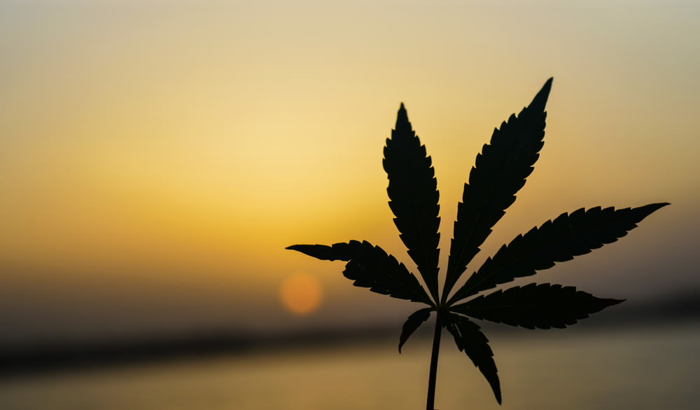 Fotografia em close-up da planta de cannabis verde