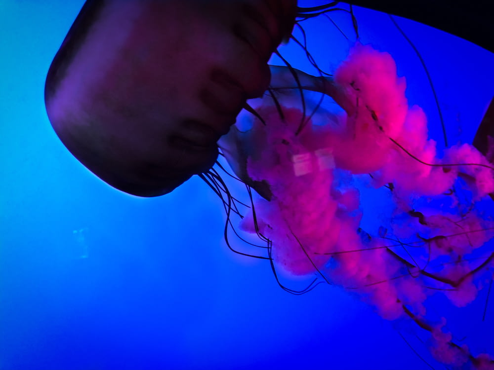 a jellyfish with pink and purple smoke coming out of it's mouth