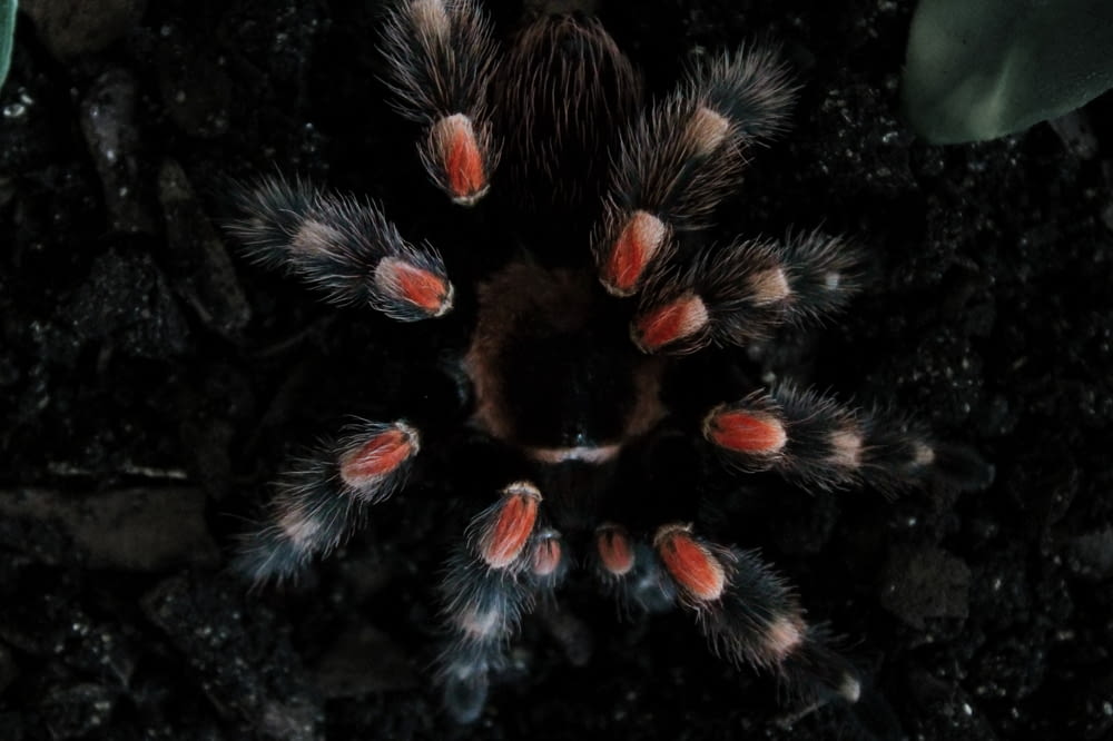 black and red tarantula