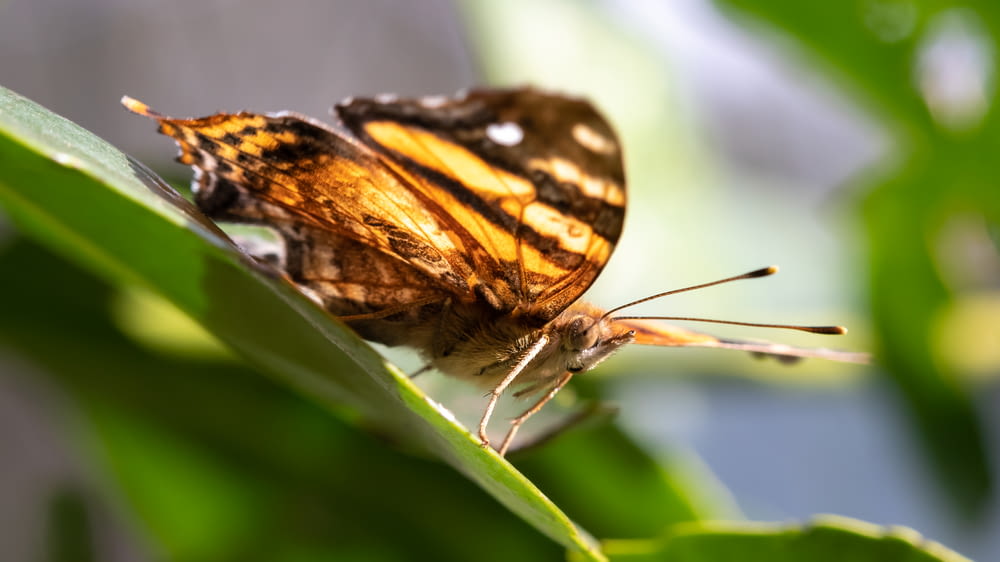 brown butterfly on selective focus photography