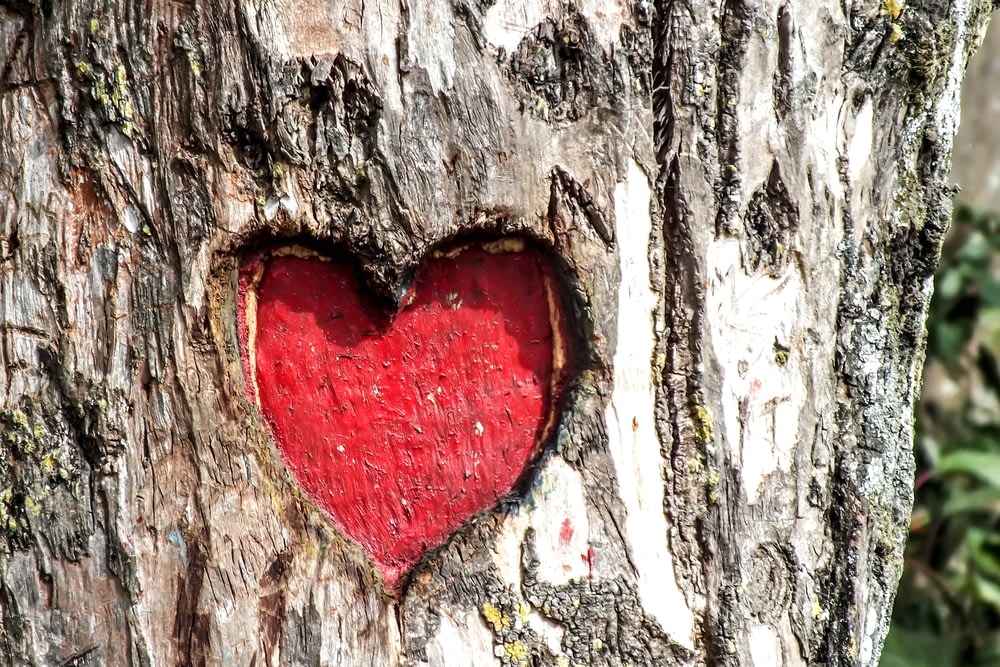 Tronco de árbol grabado en corazón
