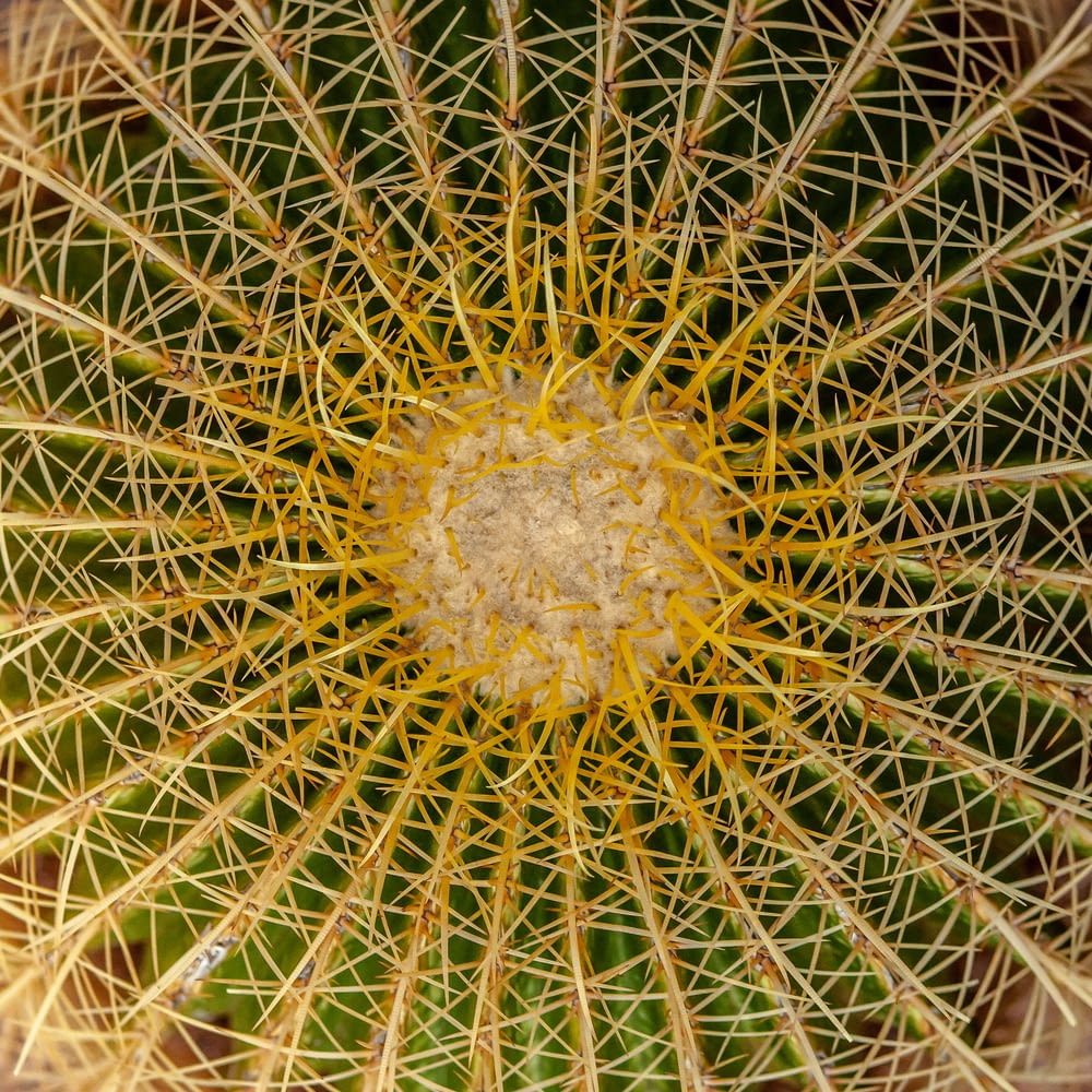 a close up view of a green cactus