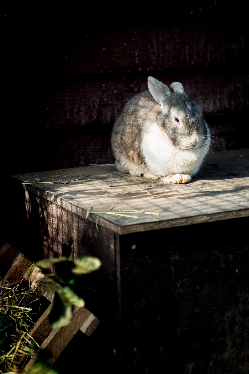 white and grey rabbit