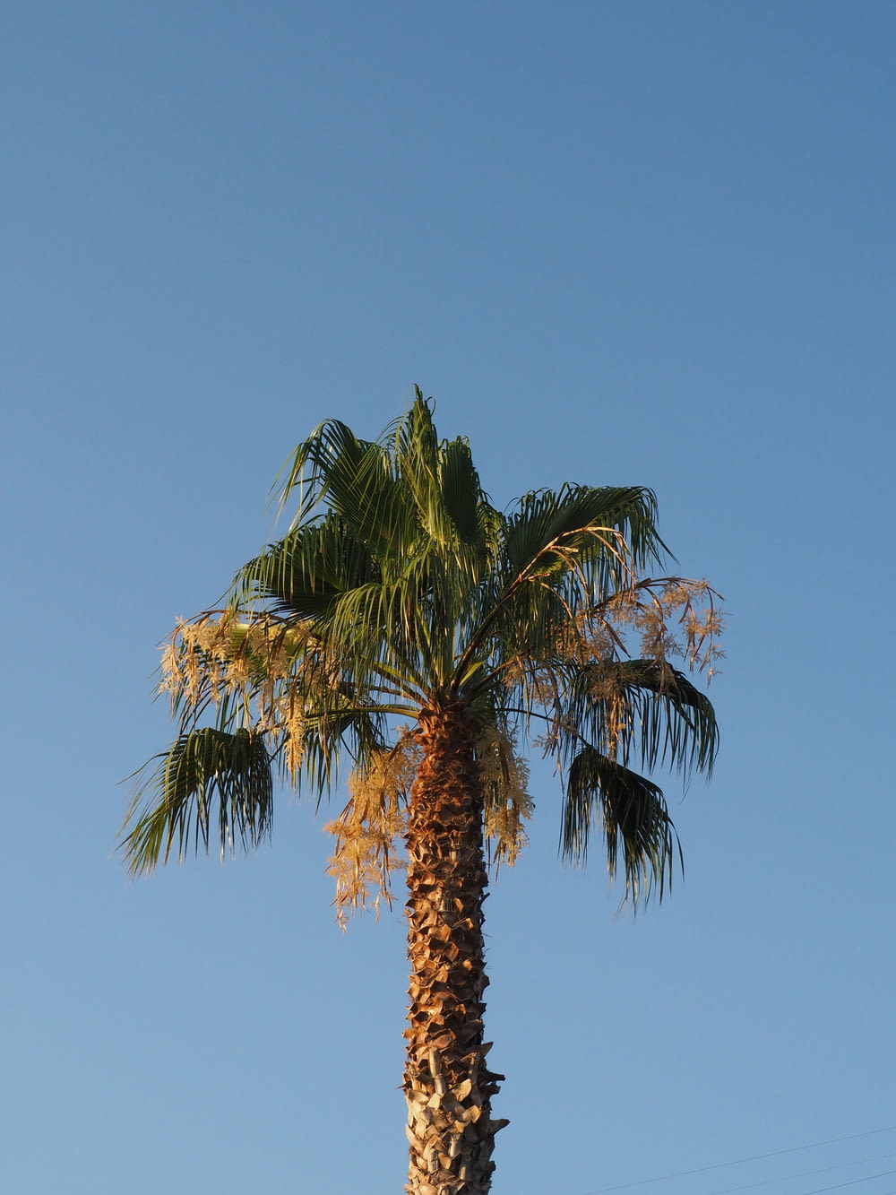 low-angle photography of green palm tree during daytime
