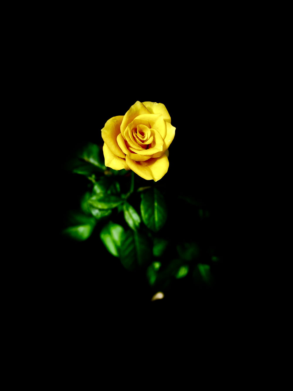 selective focus photography of yellow rose flower in bloom