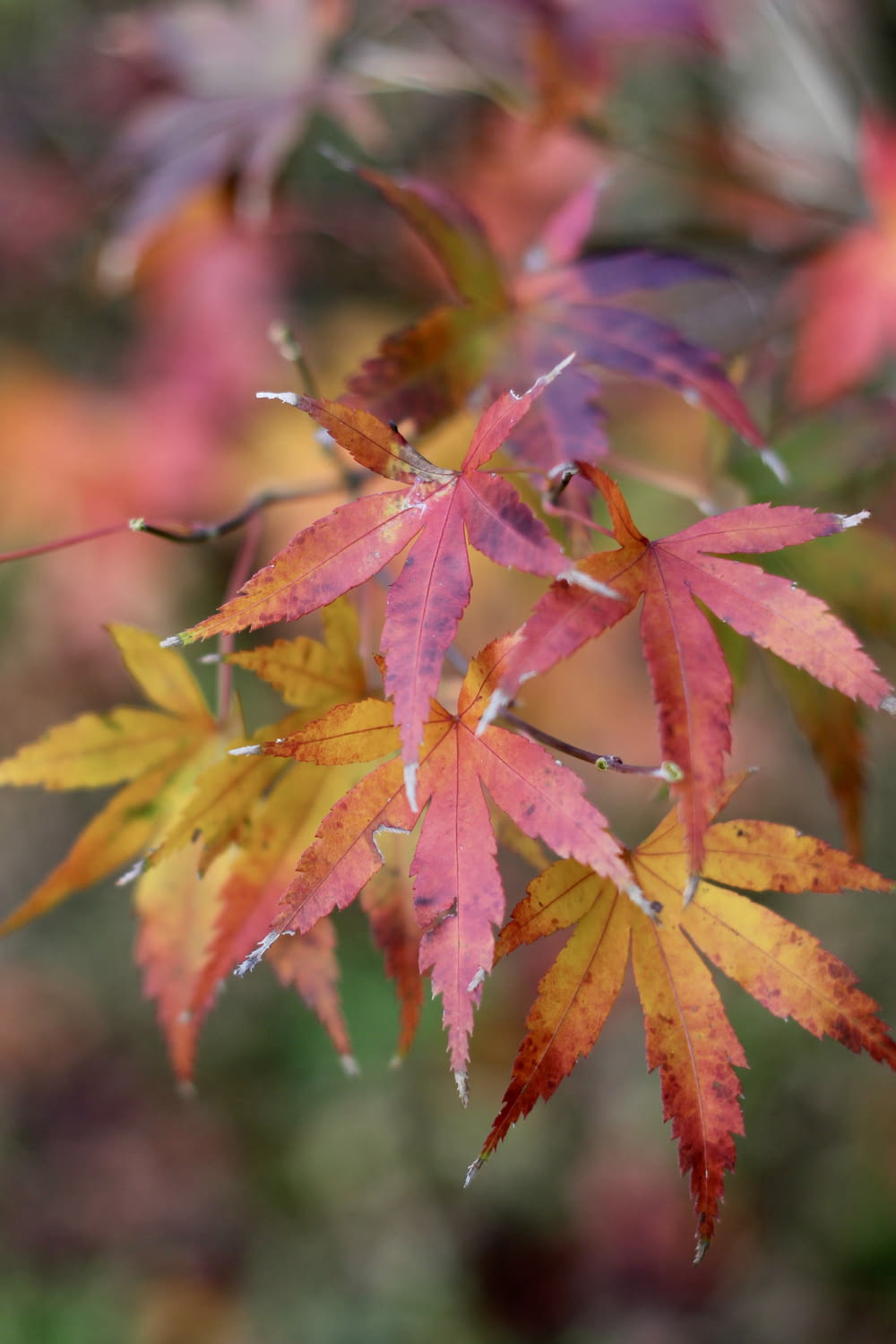 closeup photography of red maple tree