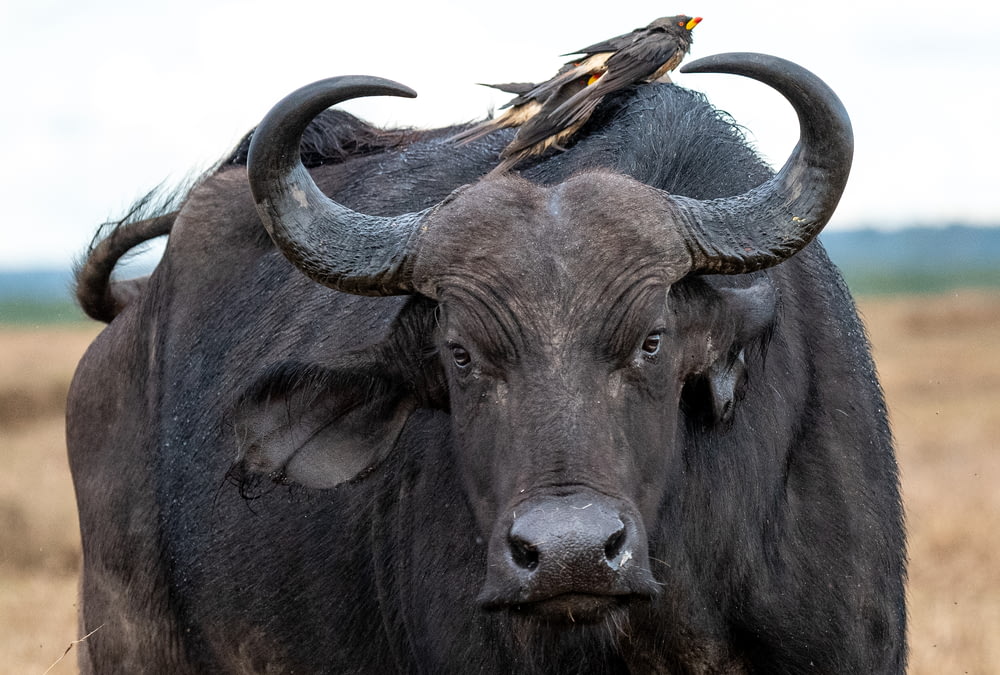 black water buffalo