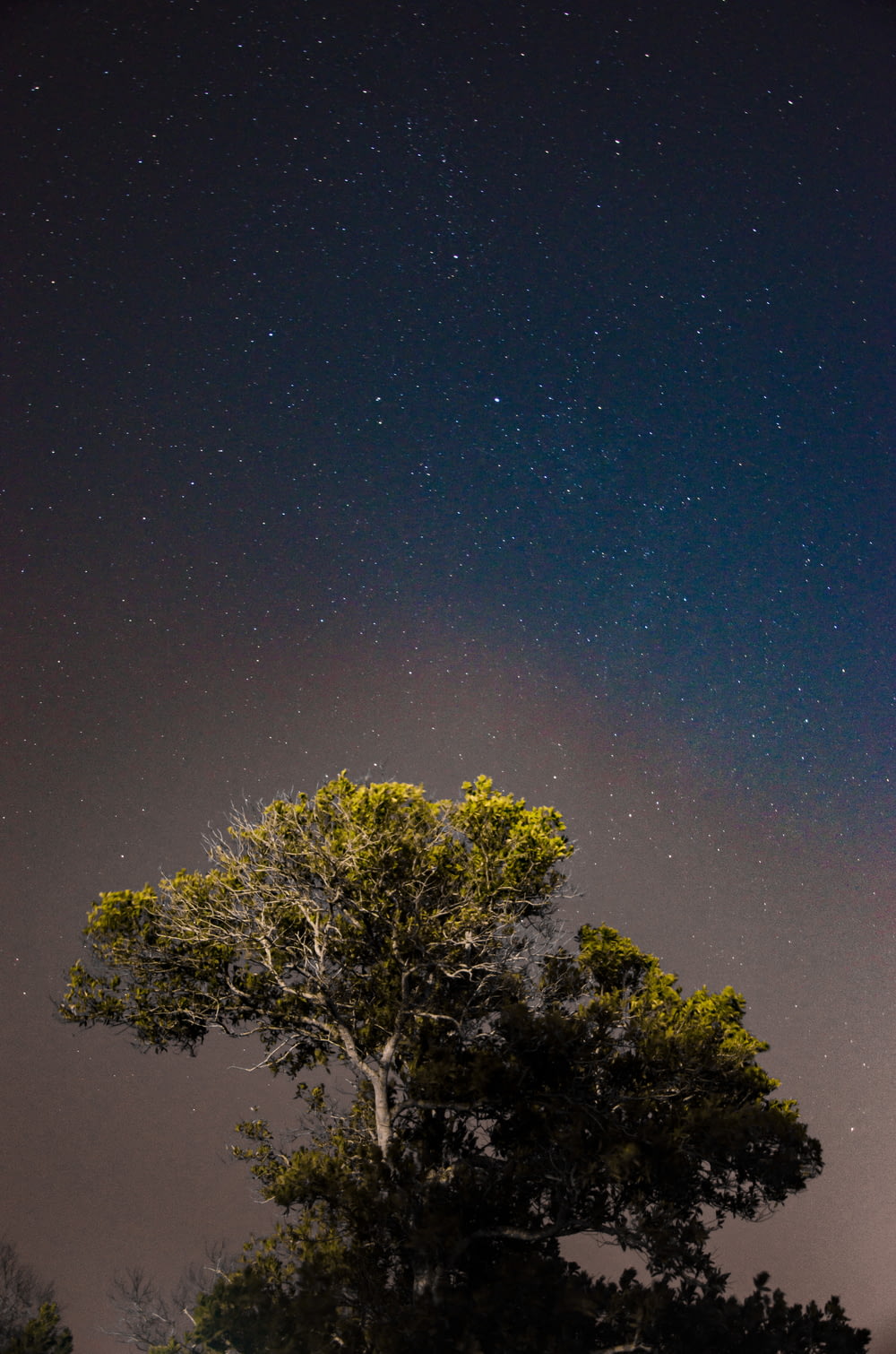 árboles verdes bajo el cielo estrellado