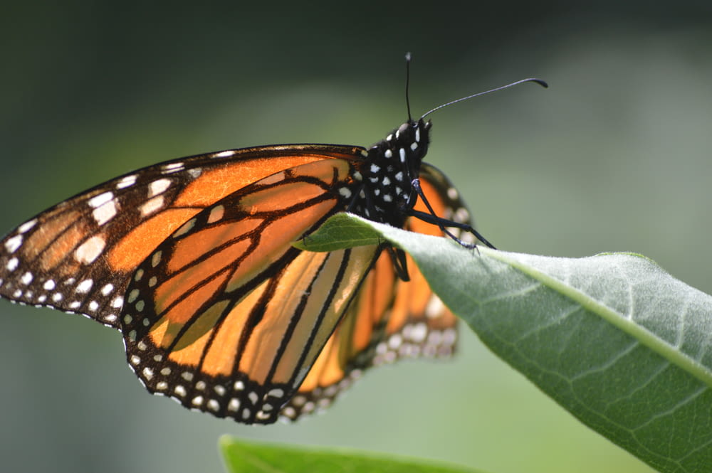 closeup photo of Monarch butterfly