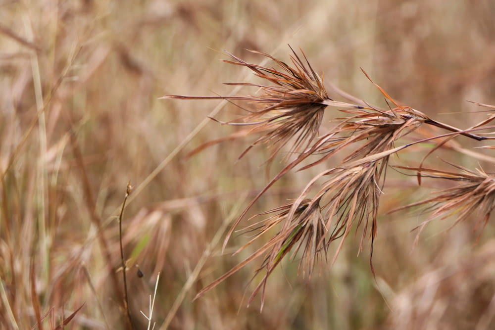 selective focus photography of brown grass