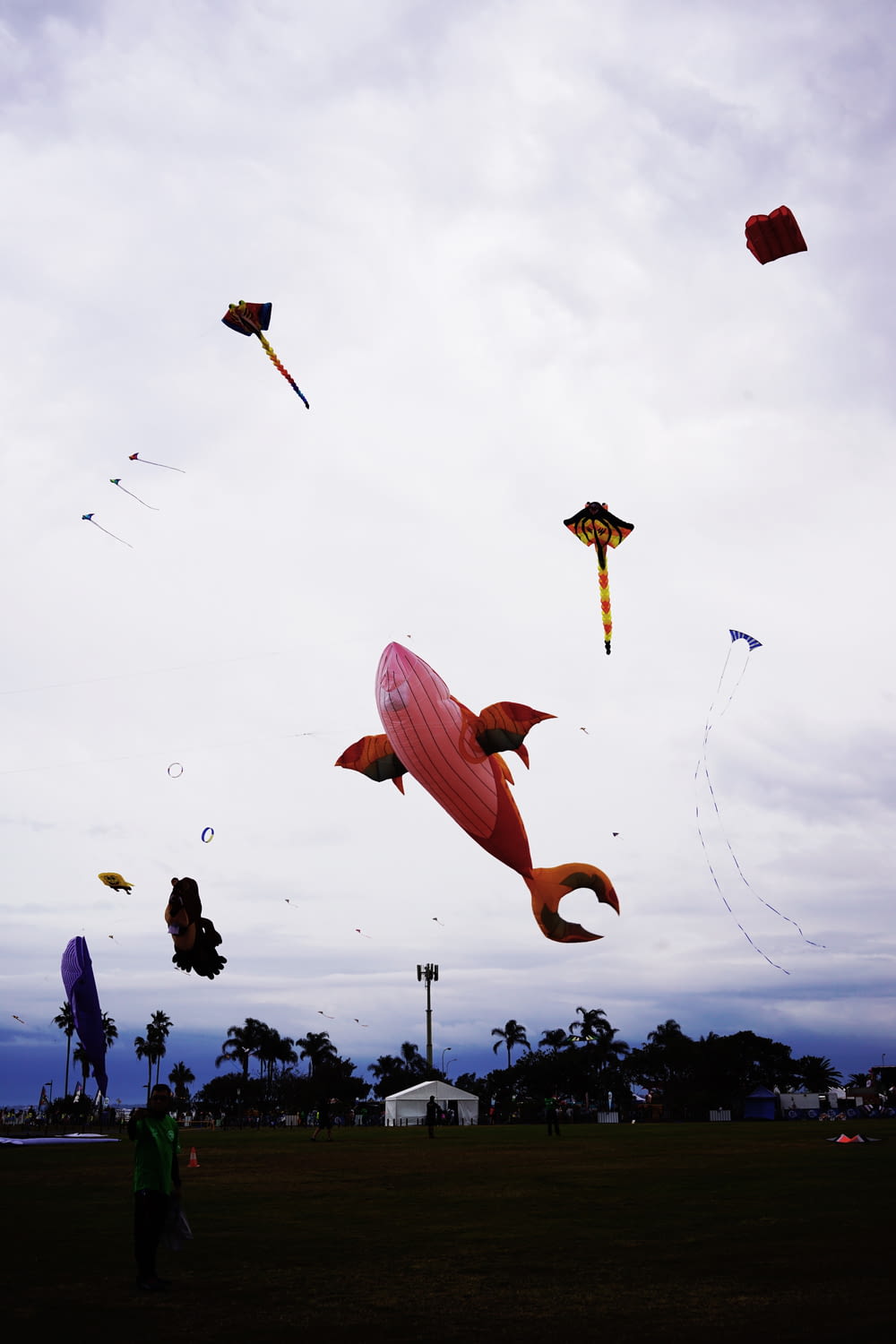whale kite on air