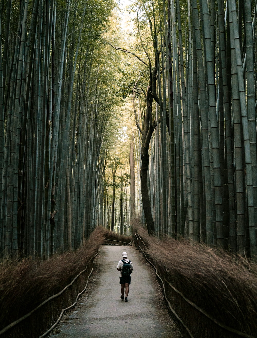a person walking down a path in a bamboo forest