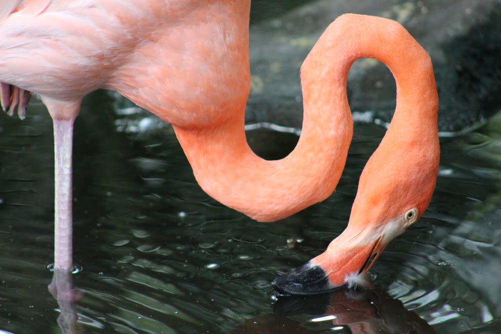 a flamingo drinking water from a pond