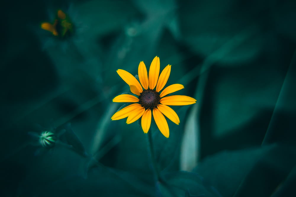 selective-focus photograph of yellow-petaled flower