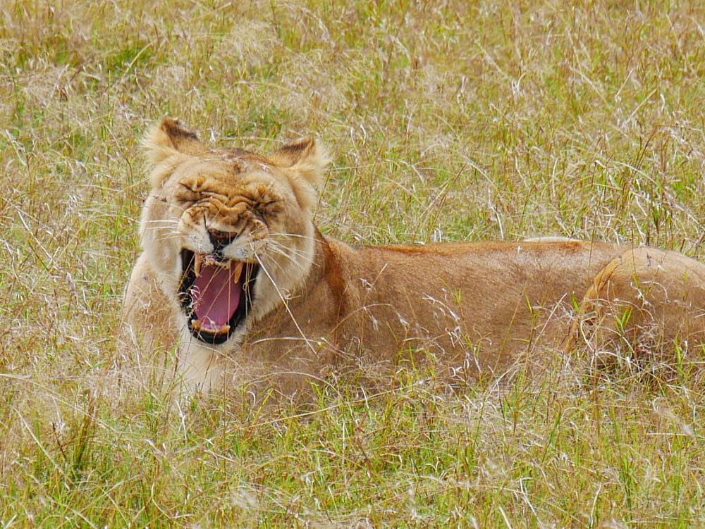 brown lioness during daytime