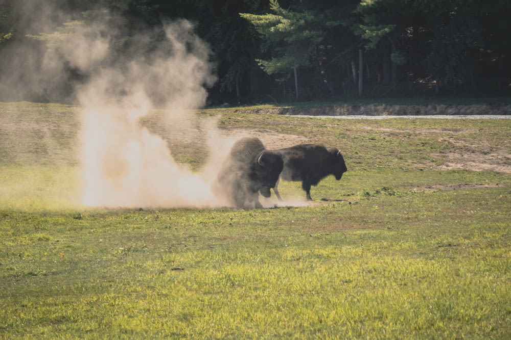 bison fighting during daytime