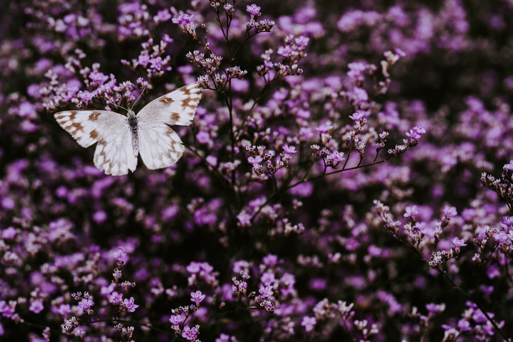 white butterfly on purple tree