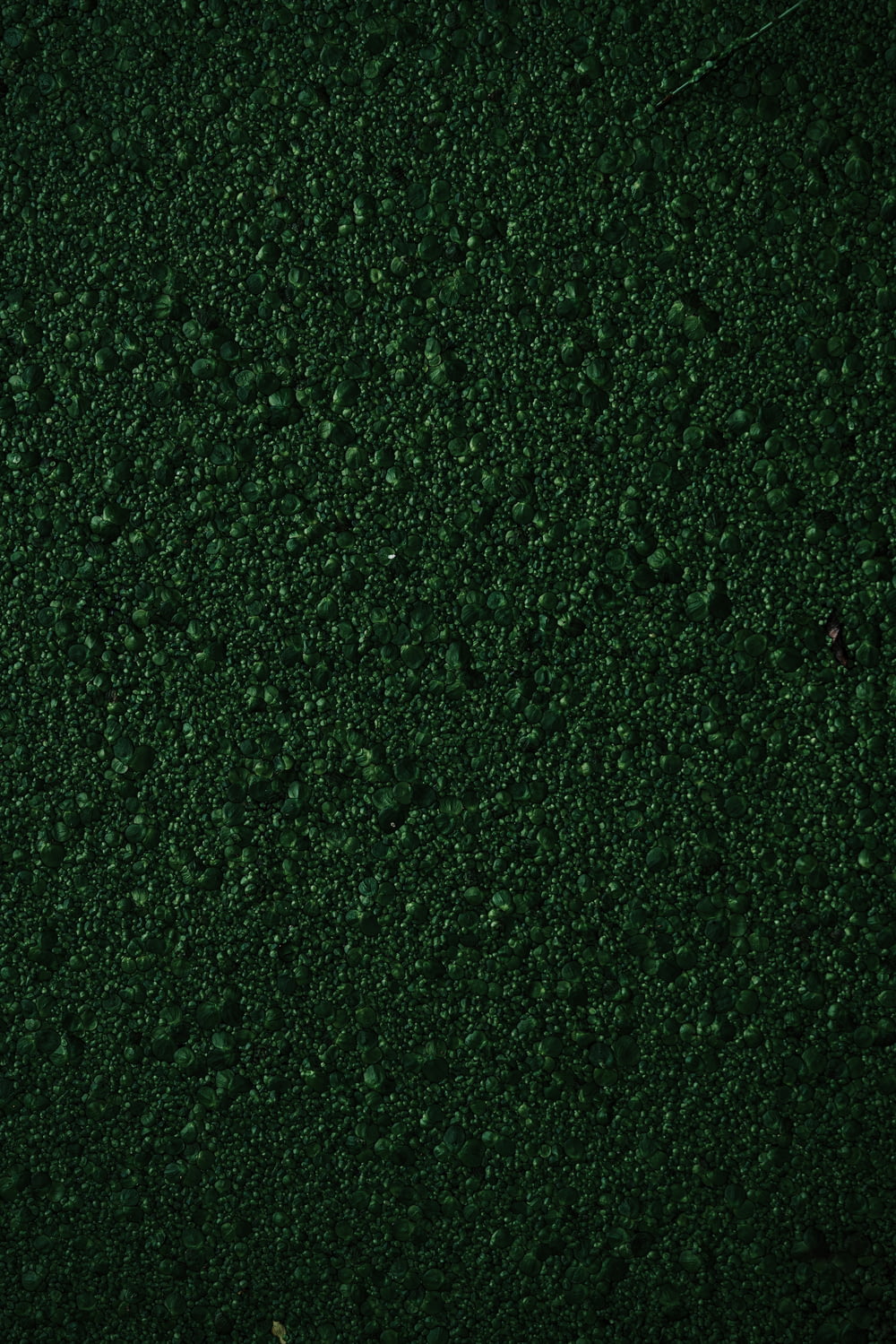 a close up of a green surface with drops of water