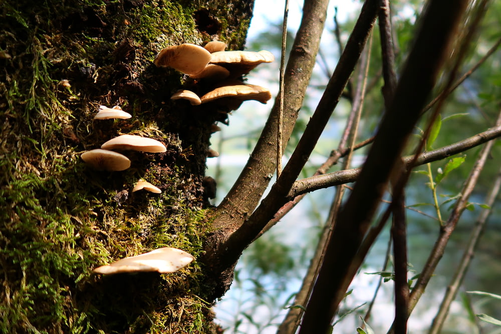 mushroom sprouting on tree trunk