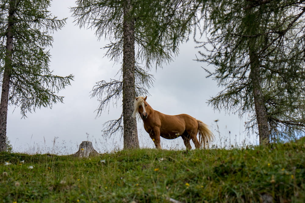 wildlife photography of brown horse beside pine tree during daytime