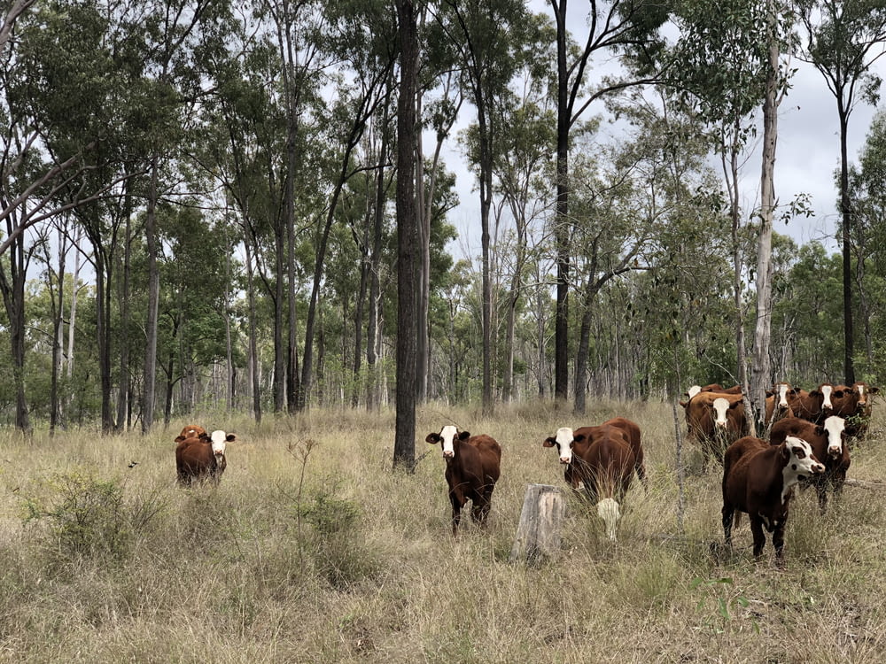herd of brown and white cows on grass field