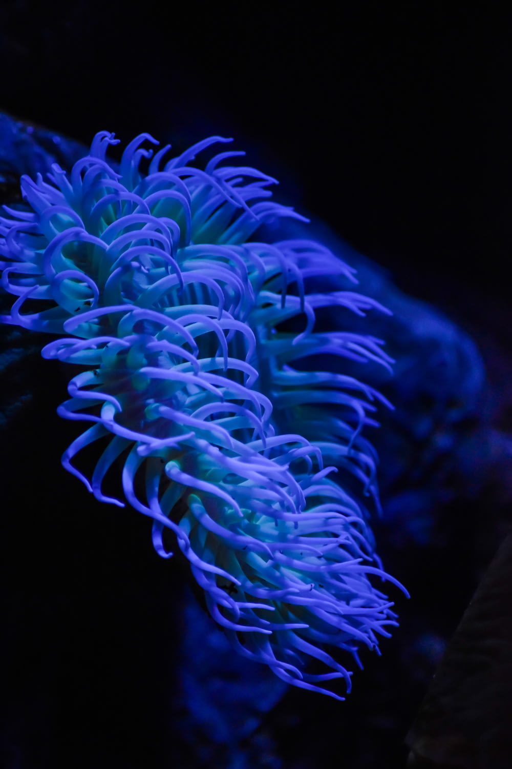 Un anemone di mare blu in un acquario