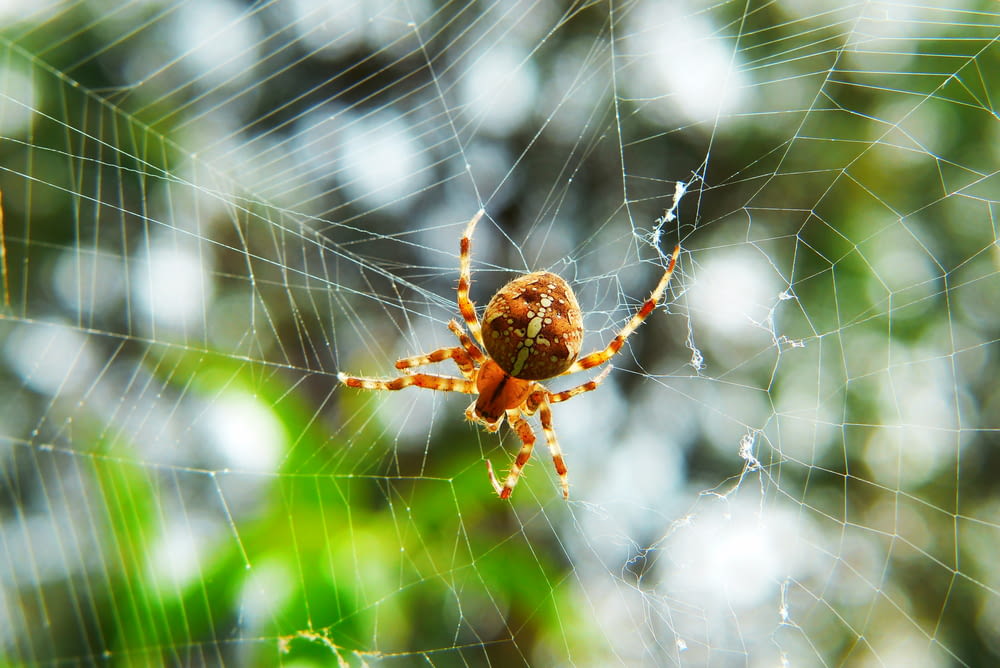 brown and orange spider in web